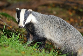 Badger cull kills more than 10,000 animals in three months 
